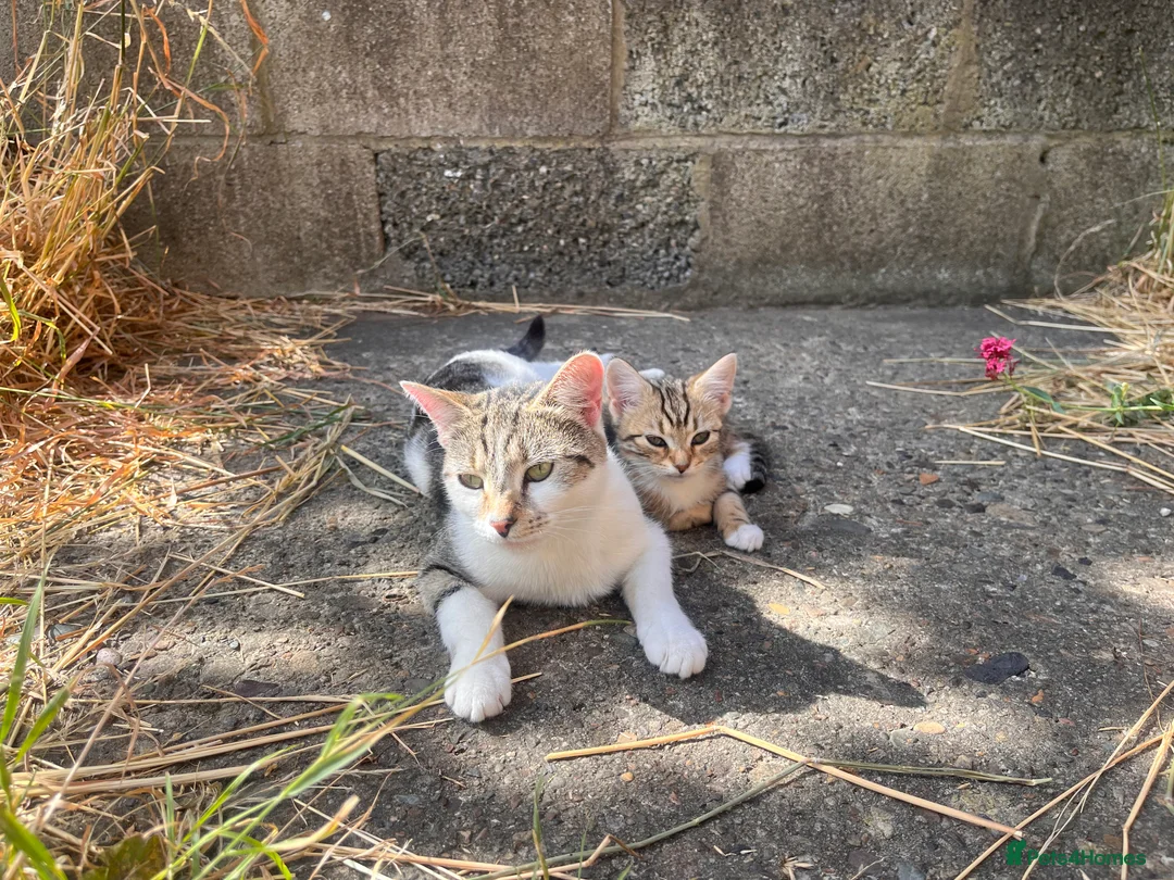Mixed Breed cats for sale: Two Kittens  - Advert 1