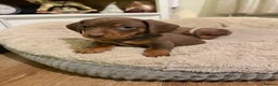 Miniature Dachshund dogs for sale: 3 girls Left Miniature Dachshund chocolate & tan - Advert 18