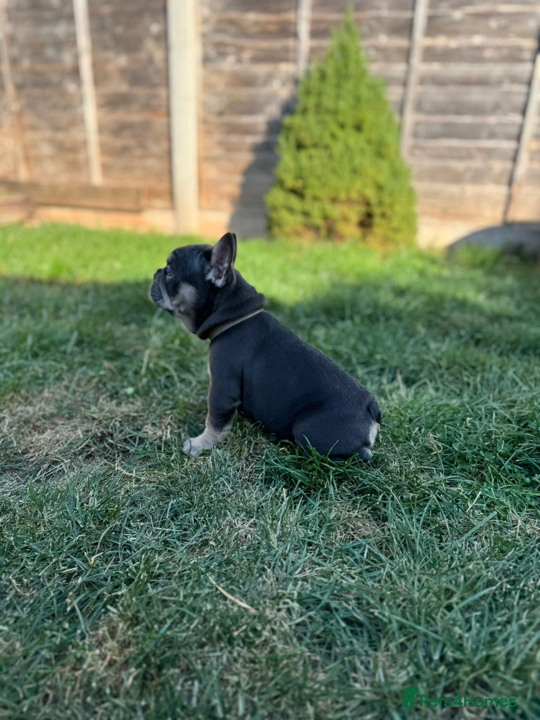 French Bulldog dogs for sale: Kc Registered 5 Generation Pedigree Quality  - Image 7