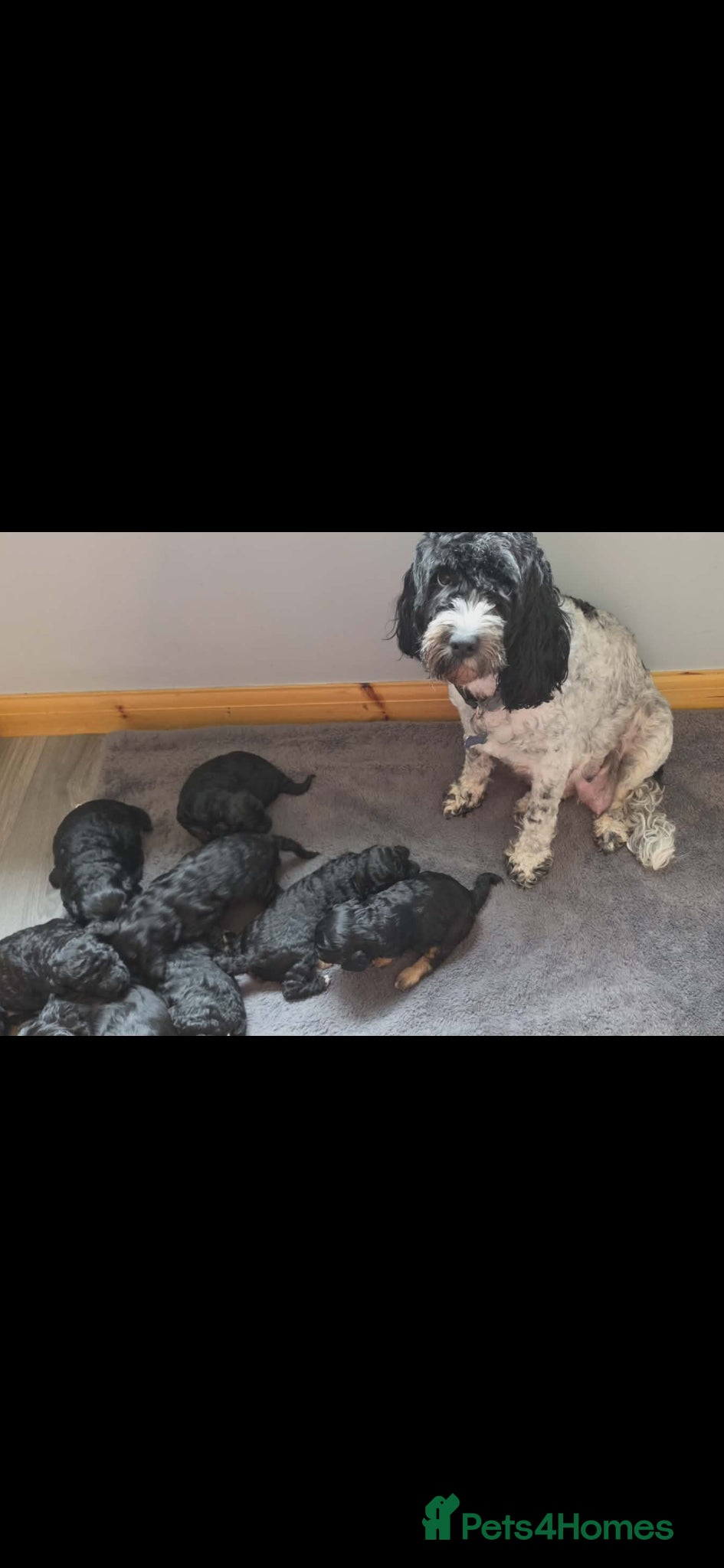 Cockapoo dogs Stunning f1b cockapoo puppies  - Advert 15