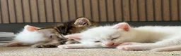 Mixed Breed cats for sale: 3 beautiful kittens in Bristol - Advert 4