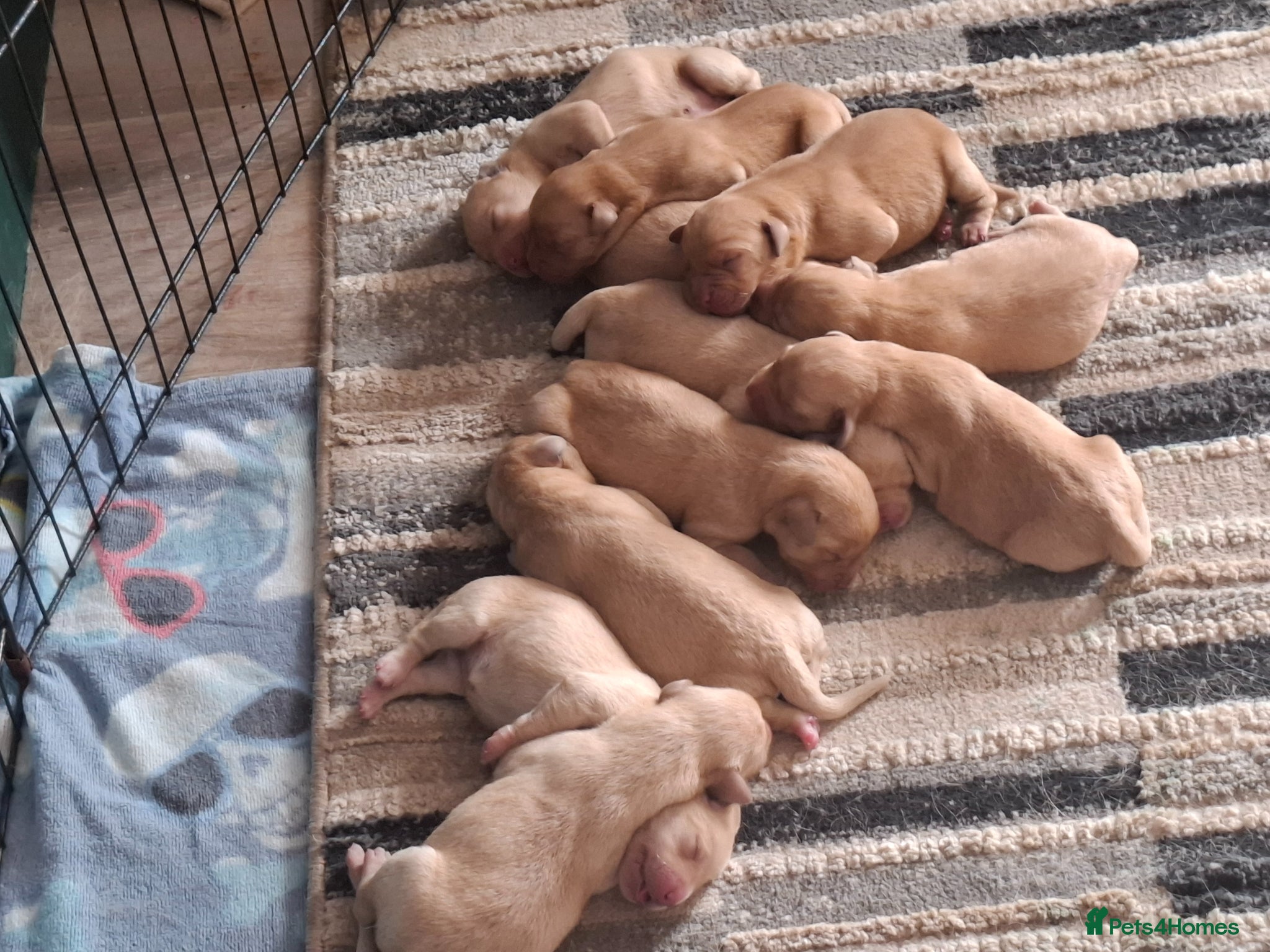 Labrador Retriever dogs for sale: KC Reg Labrador Pups in Newton Abbot - Advert 3