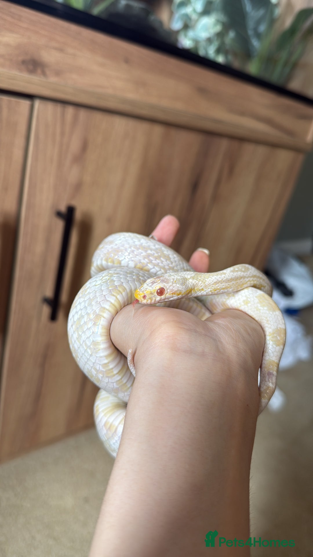 Corn Snake reptiles for sale: Female snow corn snake for sale, Viv is available - Image 1