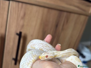 Corn Snake reptiles for sale - Advert 1