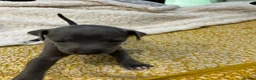 Italian Greyhound dogs for sale: Beautiful Italian greyhounds - Advert 5