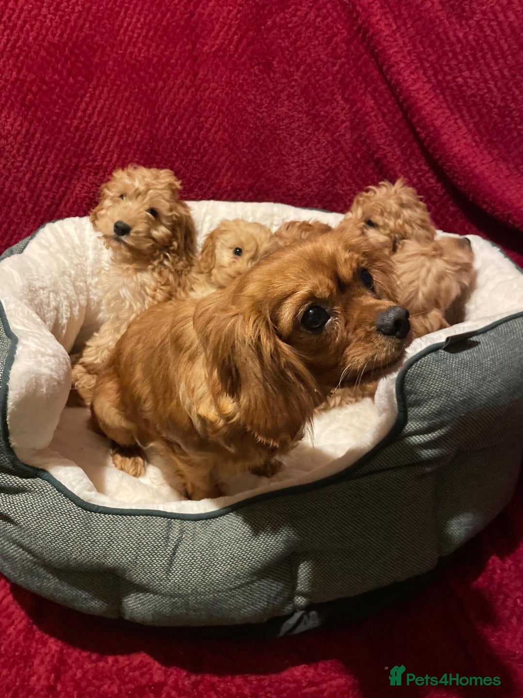 Cavapoo dogs for sale: Cavapoo puppies  - Advert 9