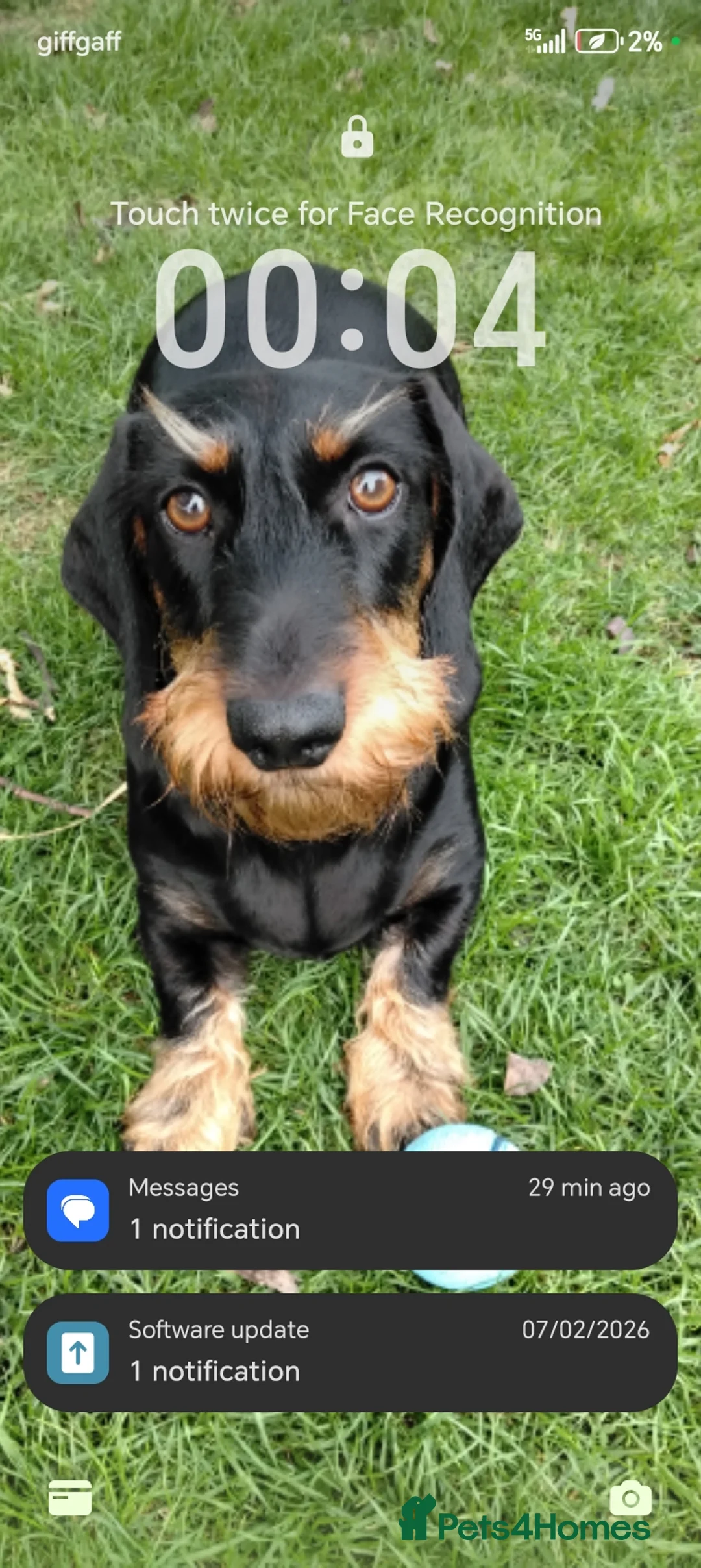 Dachshund dogs for sale: Dachshund Wire and Smooth  - Advert 16