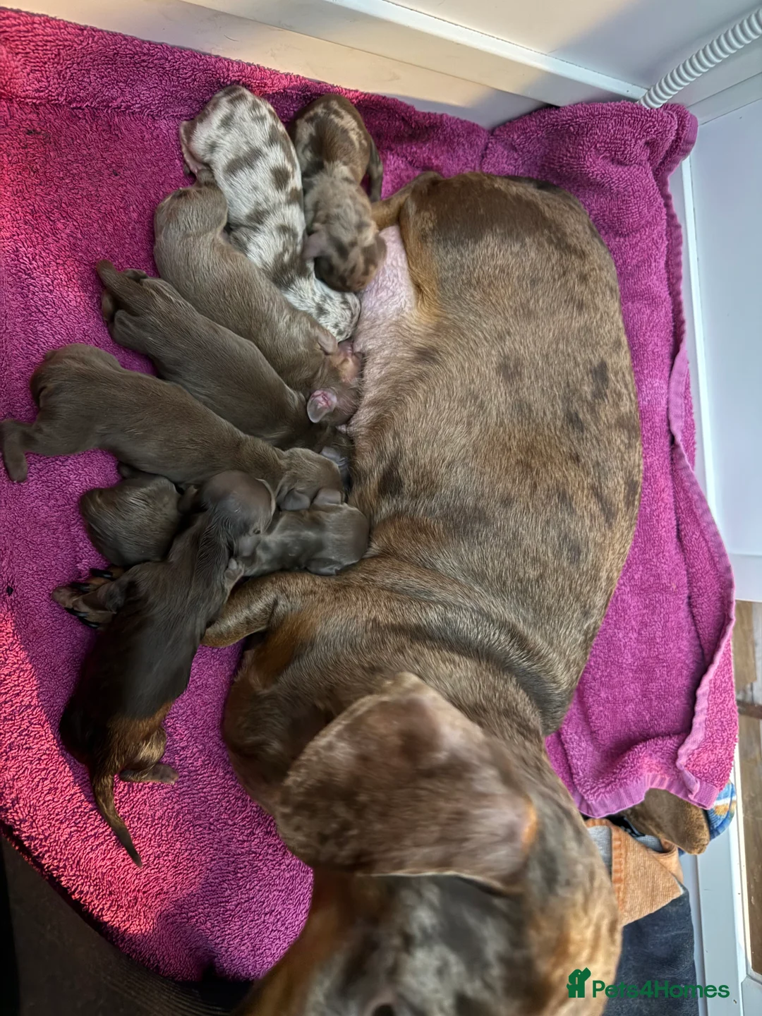 Dachshund dogs for sale: Kc registered miniature smooth daschunds  - Advert 9