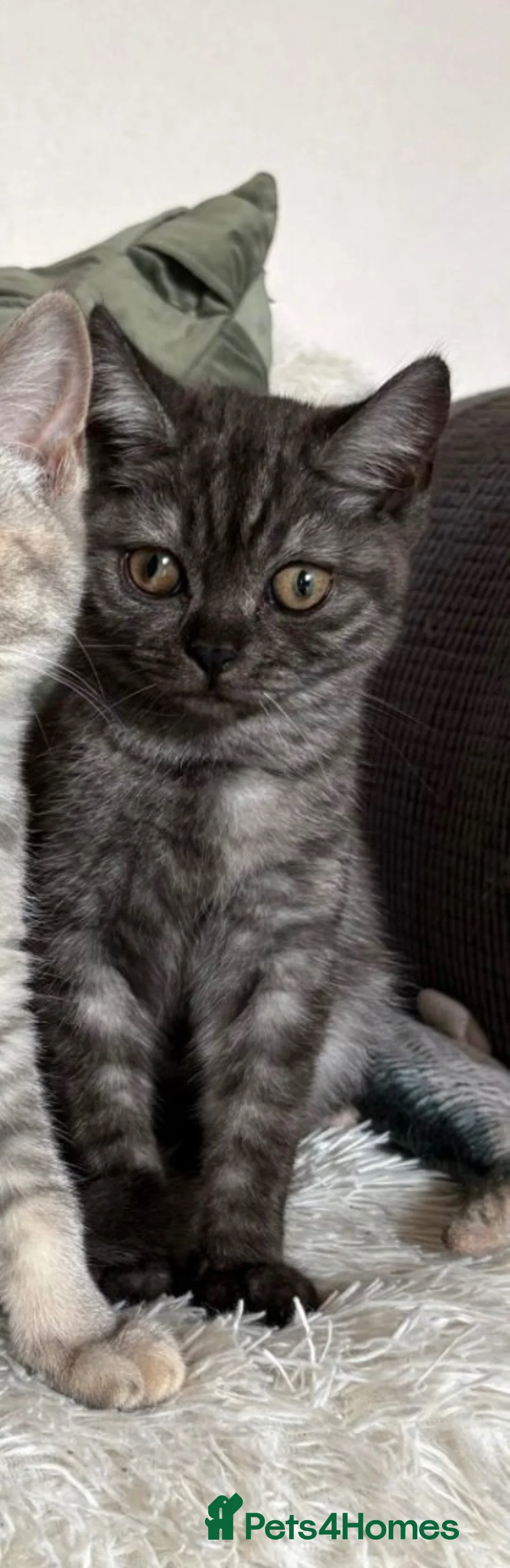 British Shorthair cats for sale: British shorthair kitten - Advert 5