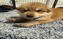 German Shepherd dogs for sale: German Shepherd Puppies  - Image 32
