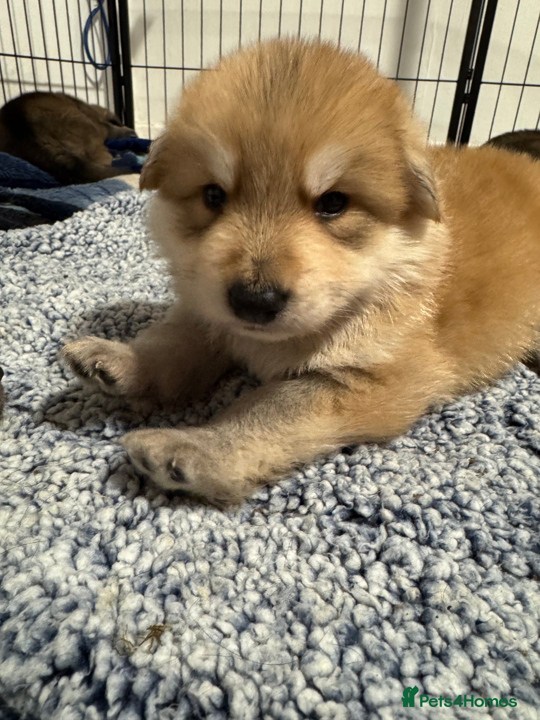 German Shepherd dogs for sale: German Shepherd Puppies  - Image 32