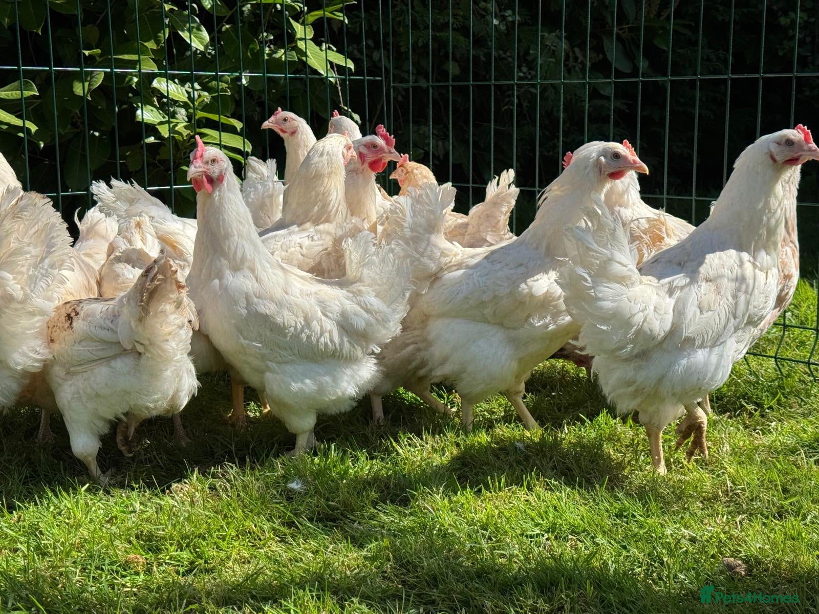 Chickens poultry Amberlink hens - Advert 1