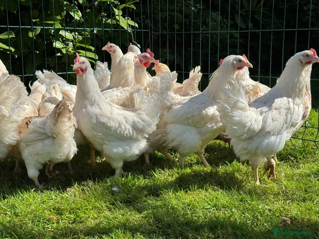 Chickens poultry for sale: Amberlink hens - Advert 1