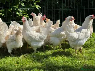 Chickens poultry for sale: Amberlink hens - Advert 3