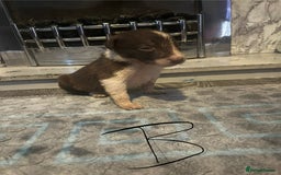 Border Collie dogs for sale: Border collie puppies - Image 17