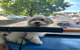 Maltese dogs for sale: LOYAL & LOVING BOW LOOKING FOR NEW HOME  - Image 5