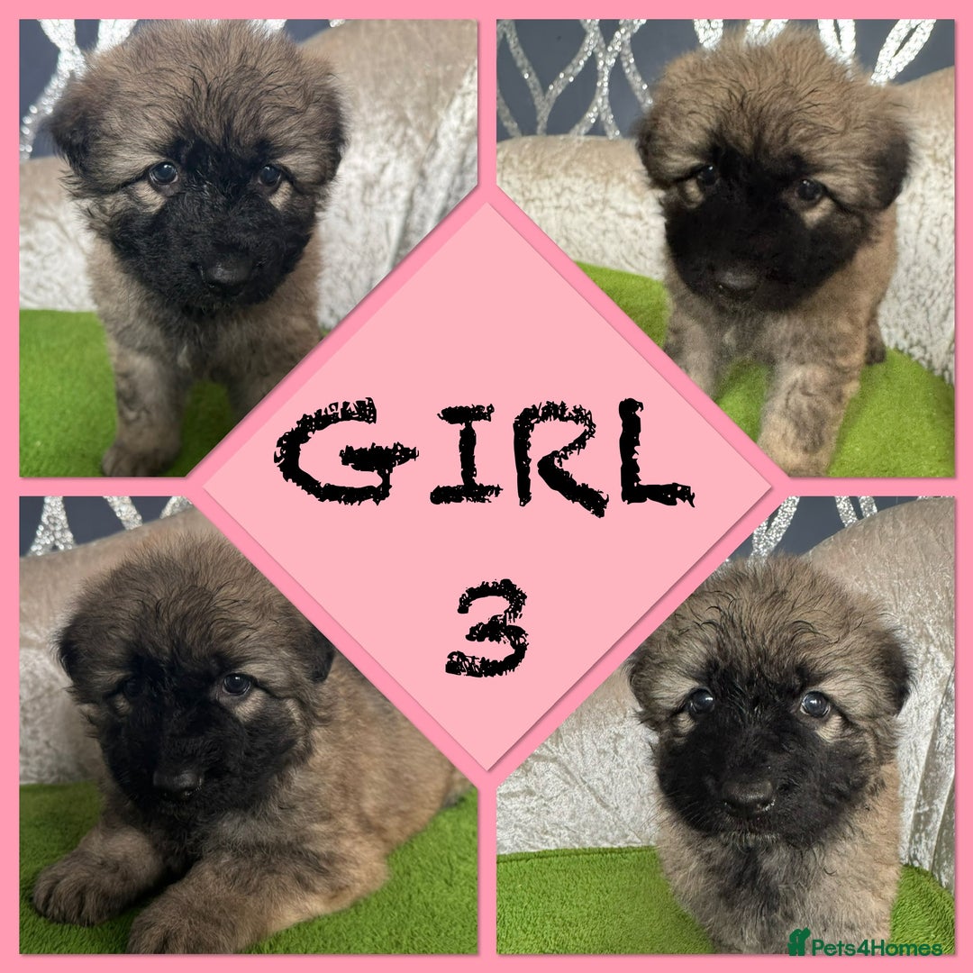 German Shepherd dogs for sale: Stunning German shepherds - Advert 5