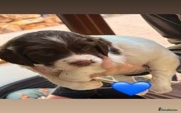 English Springer Spaniel dogs for sale: Traditional English Springer Spaniel Puppies - Image 5