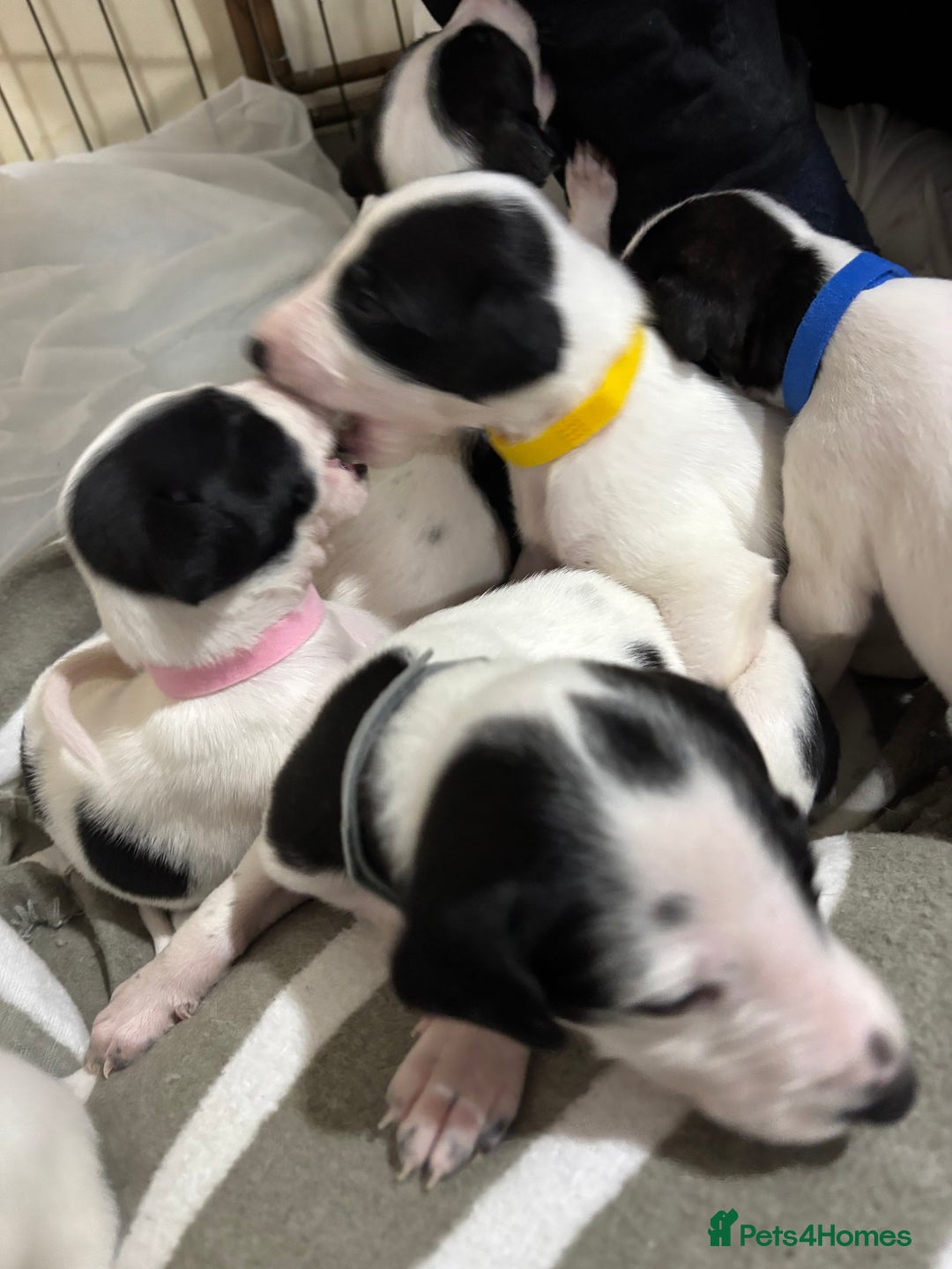 Whippet dogs for sale: Whippet puppies  - Advert 8