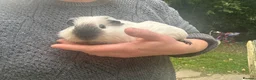 Guinea Pig rodents for sale: Californian x Guinea pigs - Advert 4