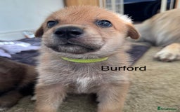 Mixed Breed dogs for sale: Beautiful Inca & handsome Nanuq PUPDATE x4 - Image 17