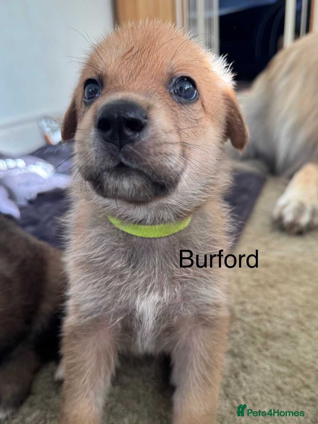 Mixed Breed dogs for sale: Beautiful Inca & handsome Nanuq PUPDATE x4 - Image 17
