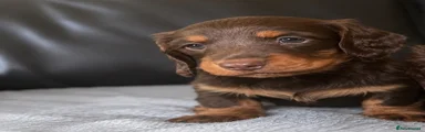 Miniature Dachshund 3