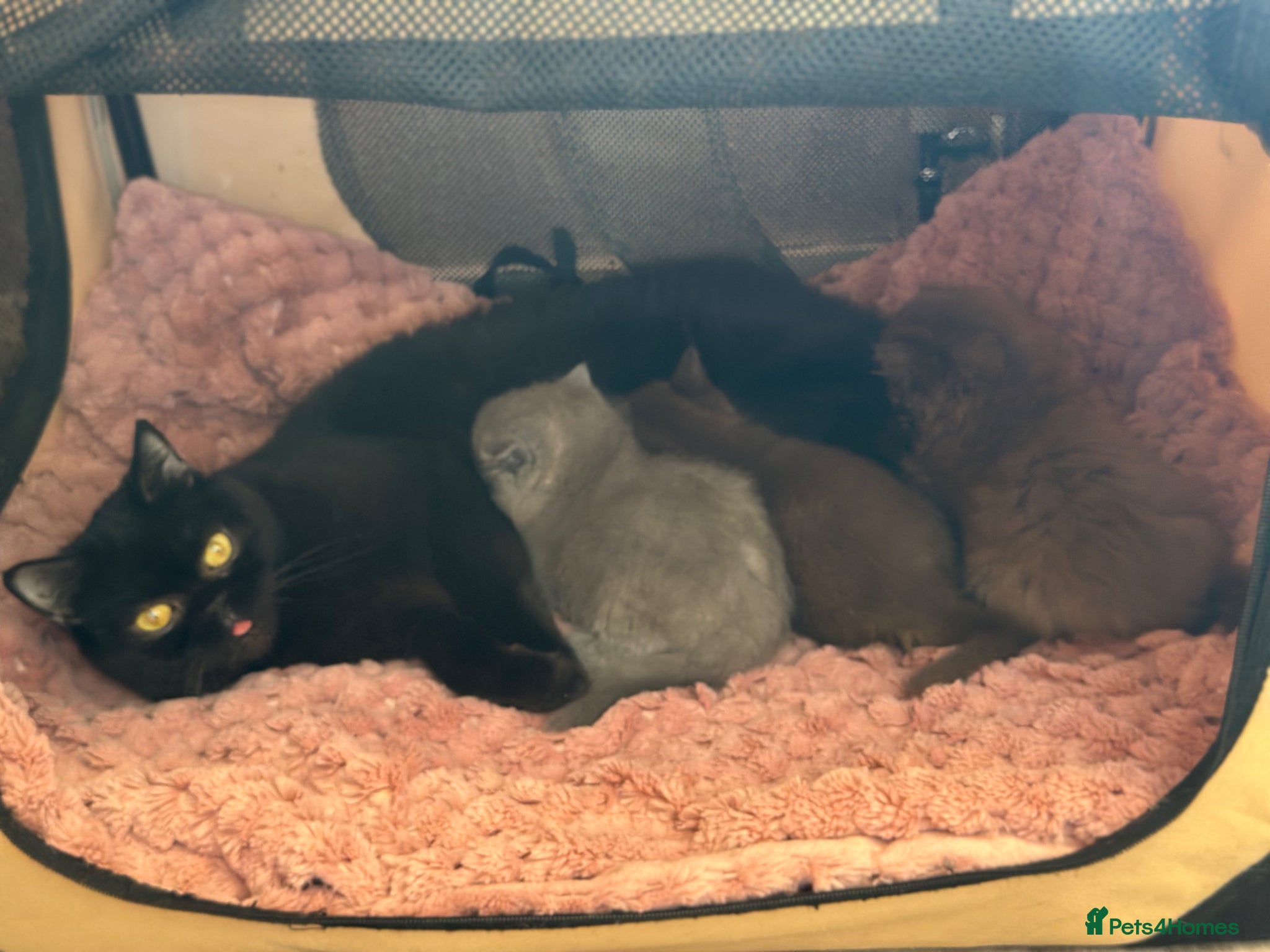 British Shorthair cats GCCF  registered Carriers cinnamon  color  - Advert 1