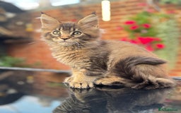 Maine Coon cats for sale: Perfect Maine Coons - Image 18