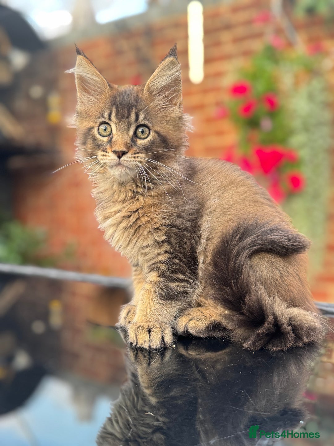 Maine Coon cats for sale: Perfect Maine Coons - Image 18
