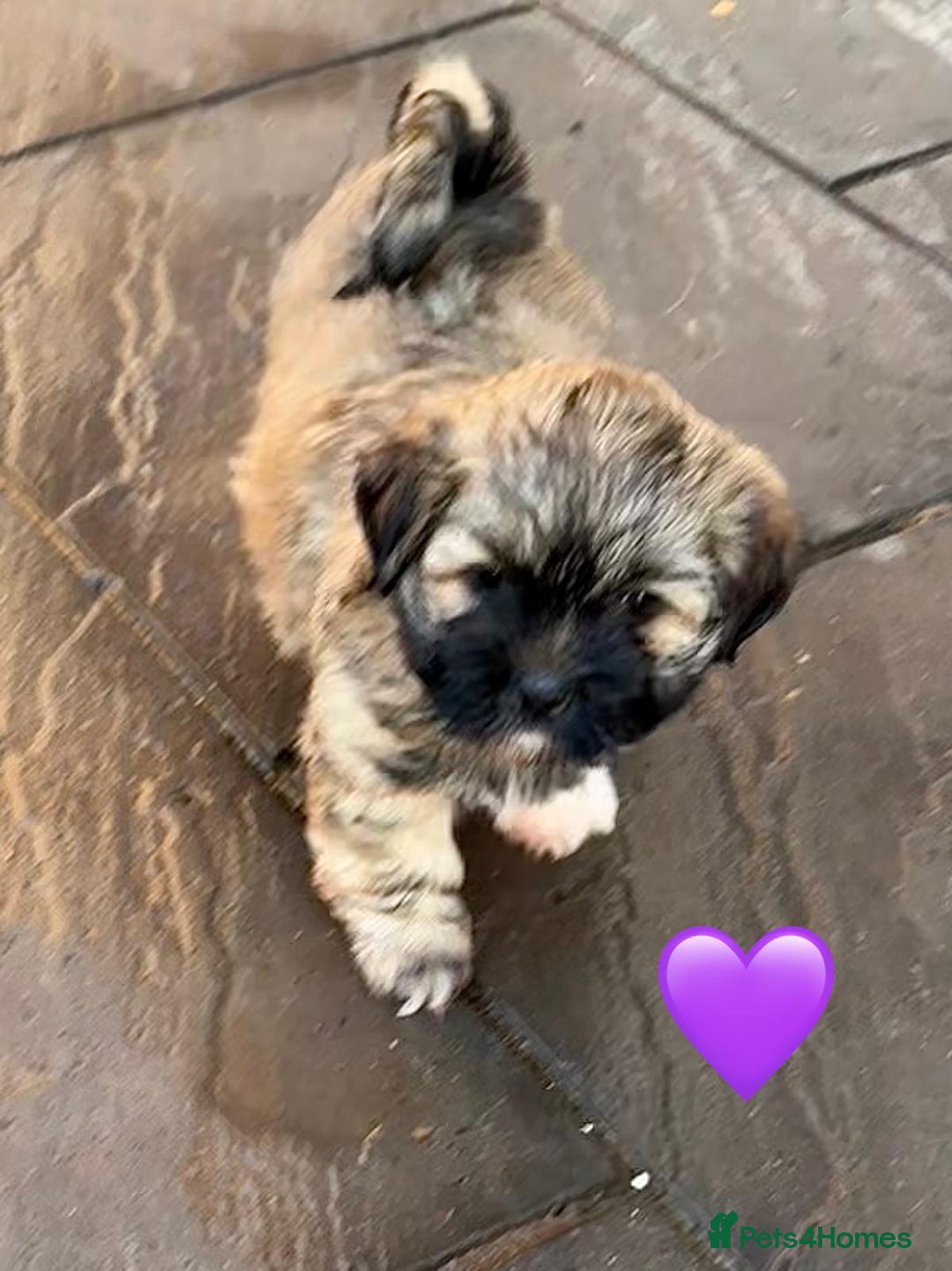 Lhasa Apso dogs for sale: Four Adorable Lhasa Apso Pups KC reg GPRA Clear - Advert 17