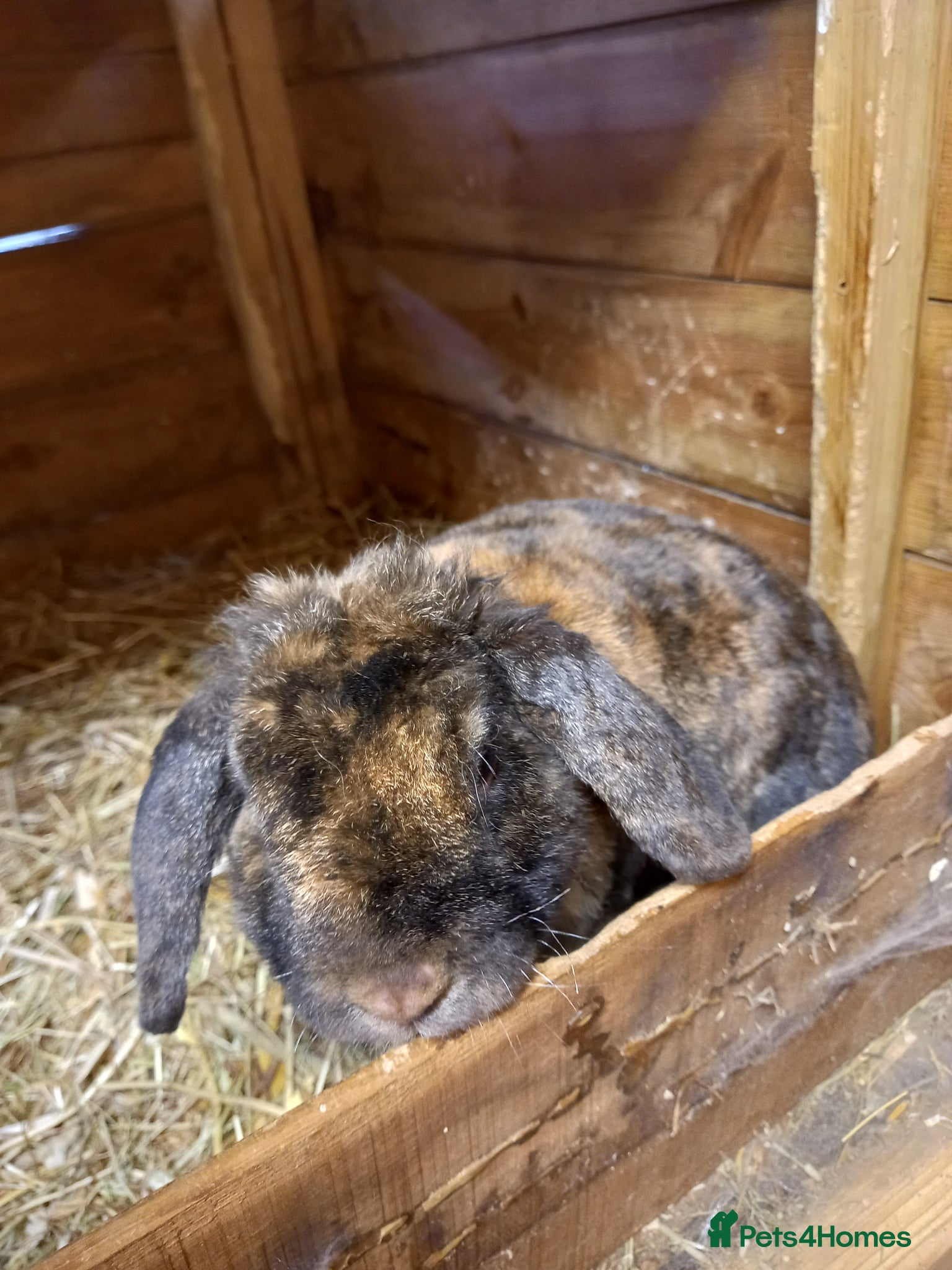Mini Lop rabbits for sale: Mini plush lops - Advert 7