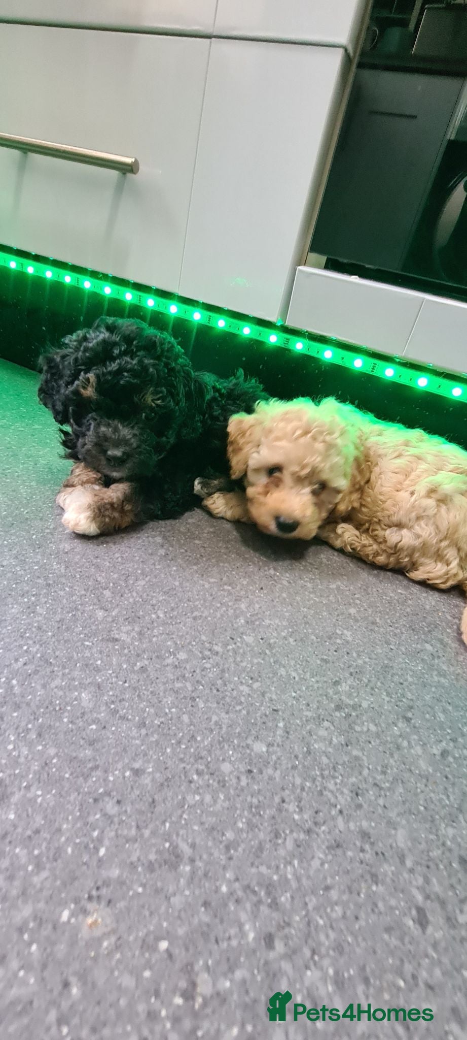 Jackapoo dogs Tiny fluffy jackapoo pups - Advert 2