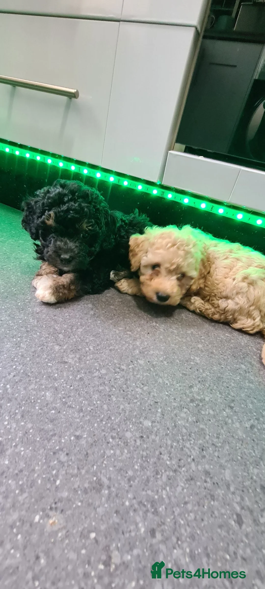 Jackapoo dogs for sale: Tiny fluffy jackapoo pups - Advert 1