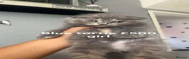 Scottish Fold grey girl