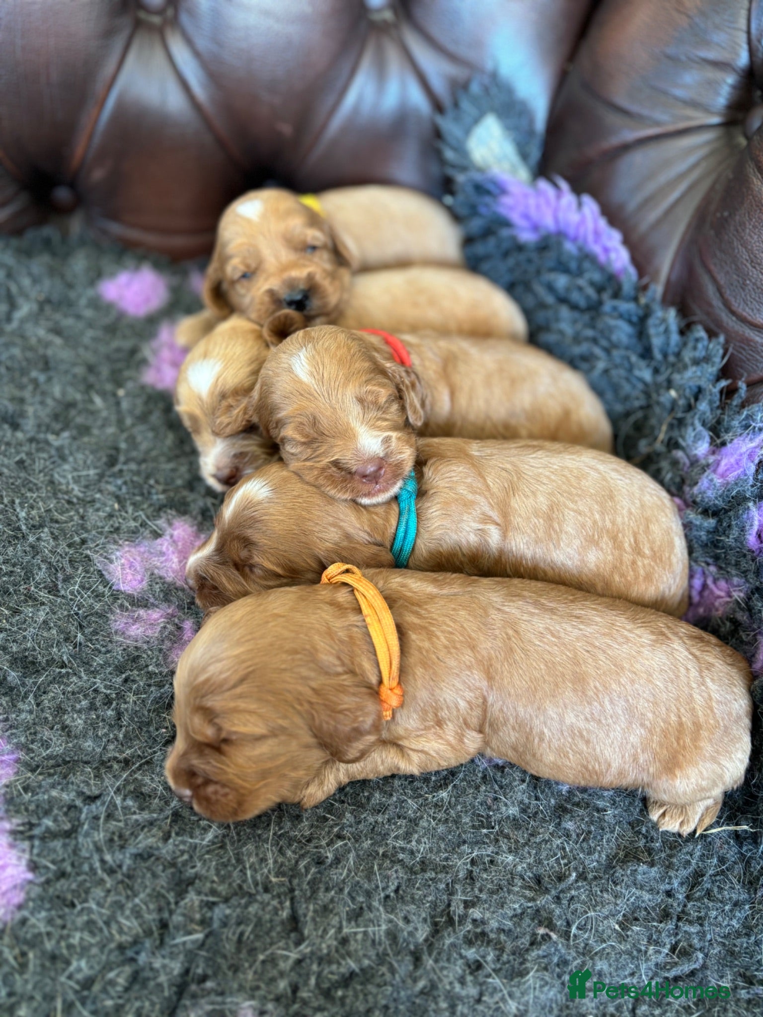 Cockapoo dogs F1 cockapoo puppies  - Advert 2