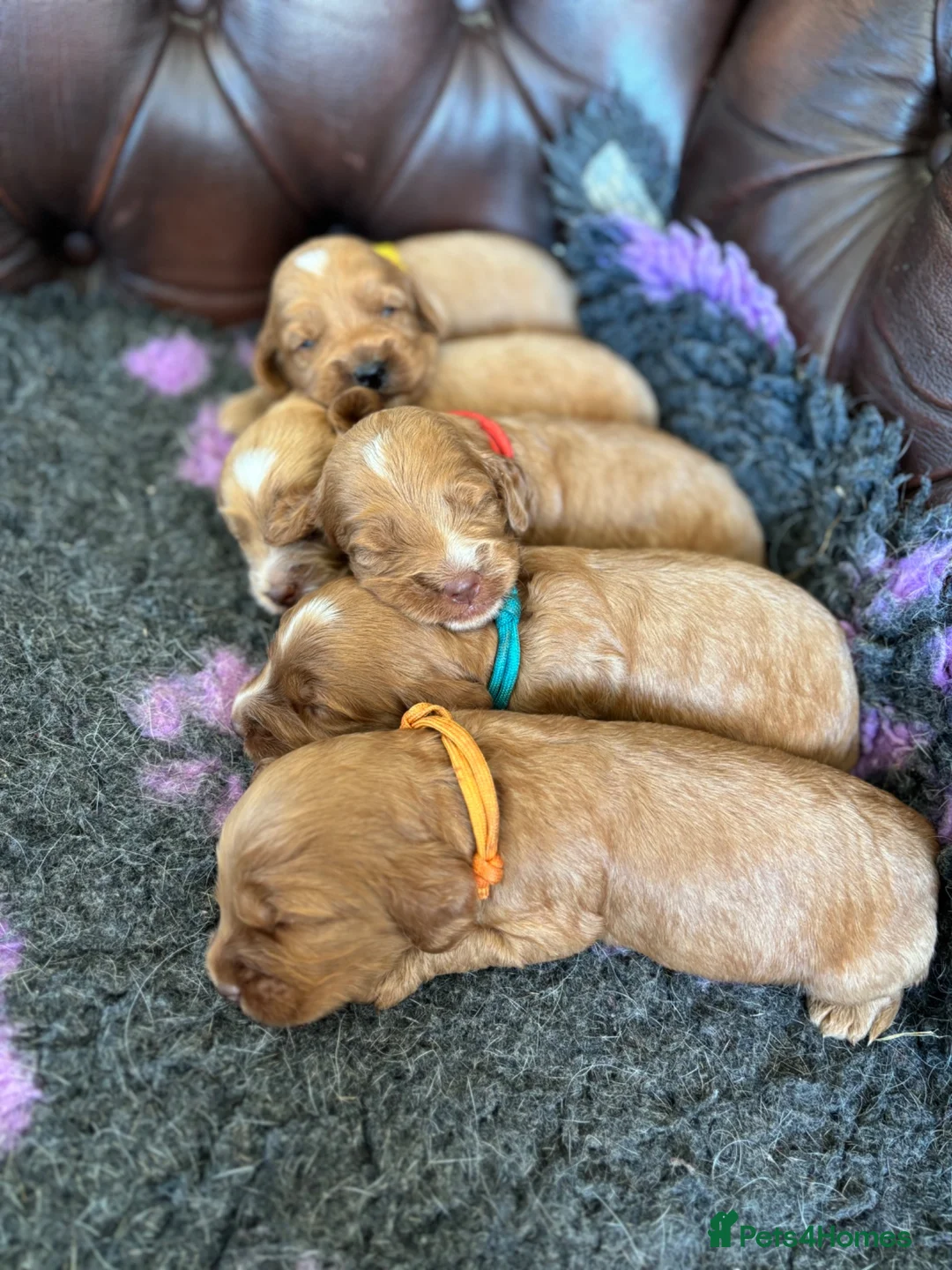 Cockapoo dogs for sale: F1 cockapoo puppies  - Advert 2