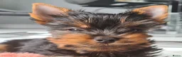 Yorkshire Terrier dogs for stud: Male Fererro.  Stud - Advert 5