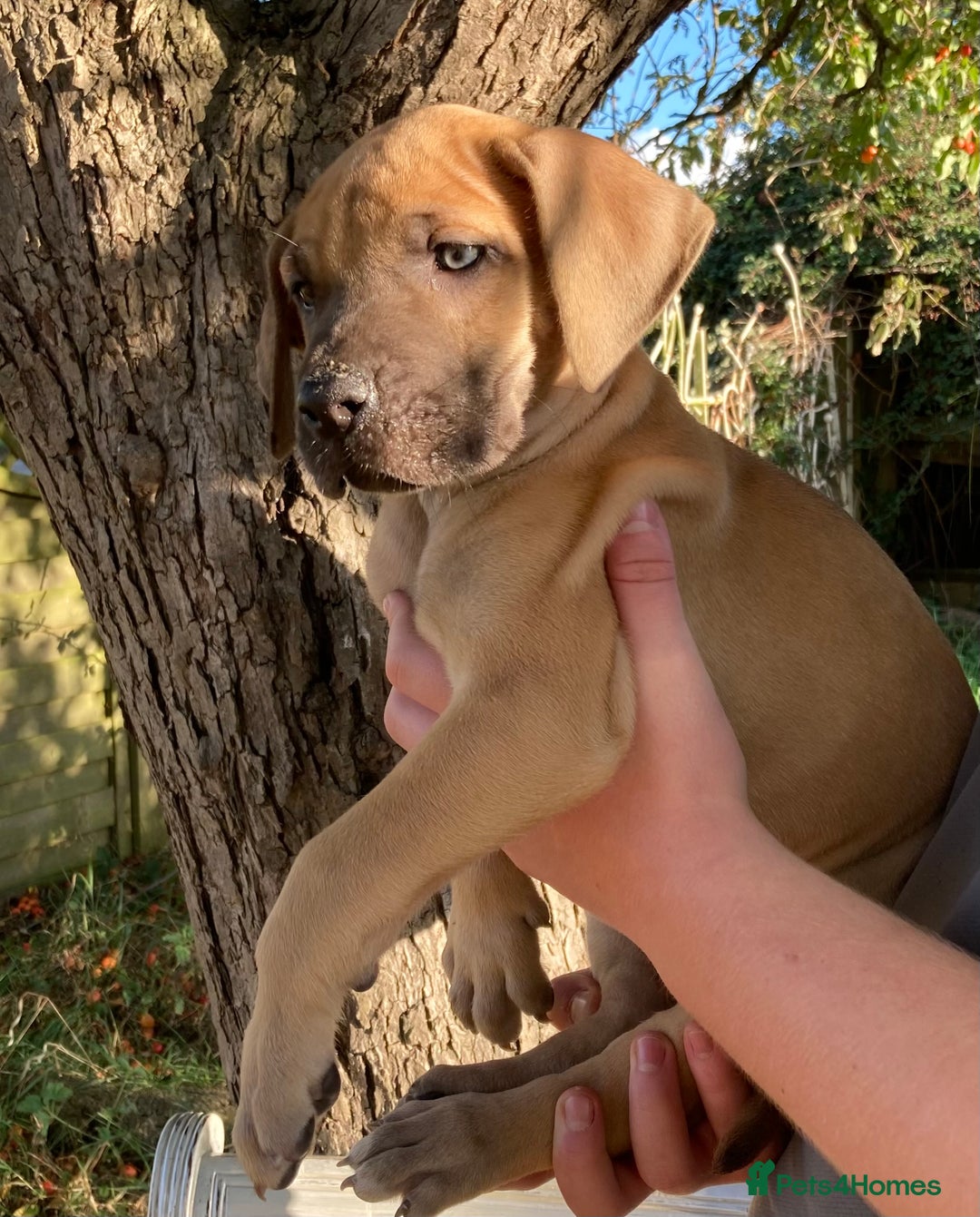 Great Dane dogs for sale: Beautiful Great Dane pups - Image 1