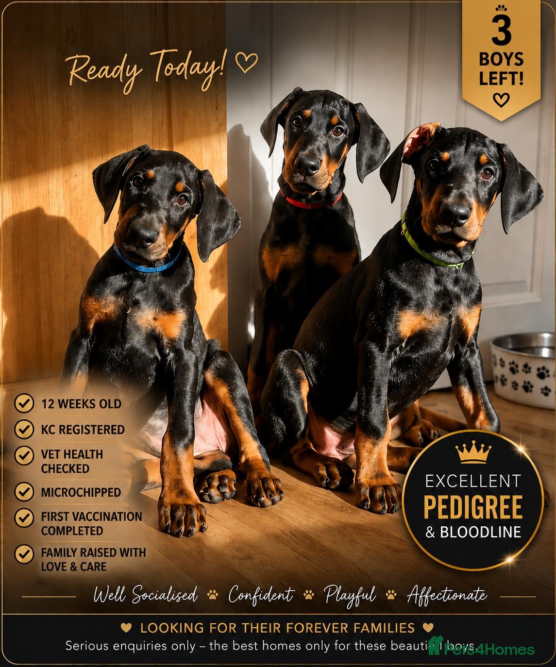 Dobermann dogs Ready today for new homes!!! 3boys left🐕 - Advert 1