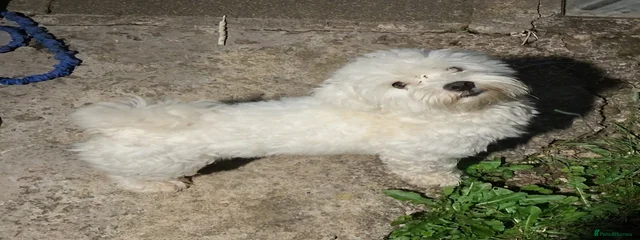 Roko