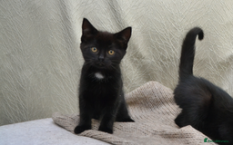 Mixed Breed cats for sale: Beatiful Maine-Coone/Bombay Kittens - Image 4