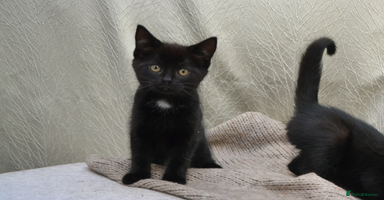 Mixed Breed cats - Advert 1
