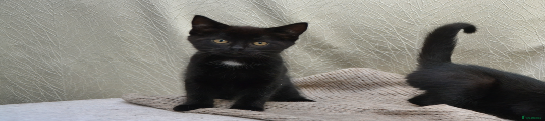 Mixed Breed Kitten 2