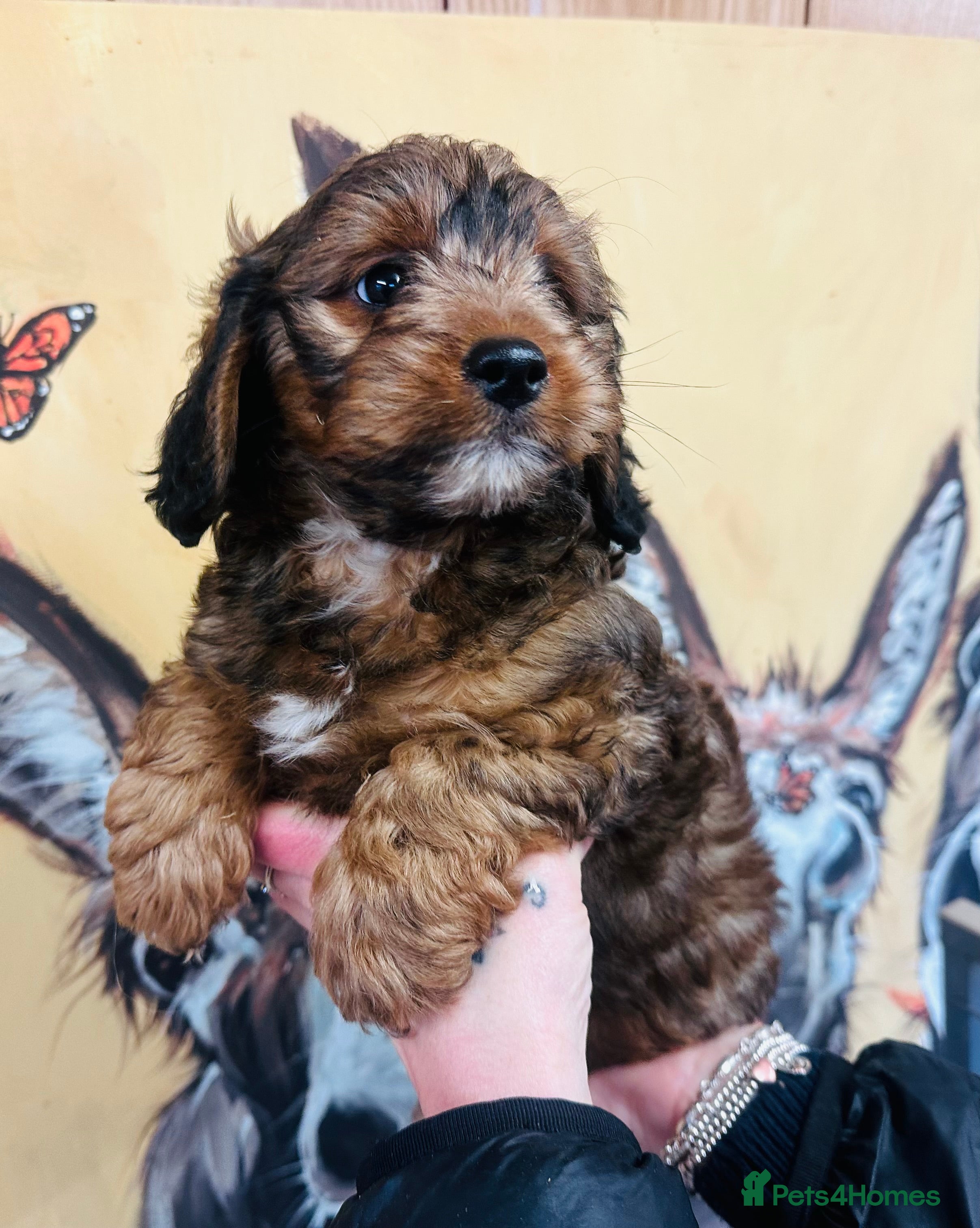 Mixed Breed dogs What beautiful puppies these are ❤️ - Advert 5