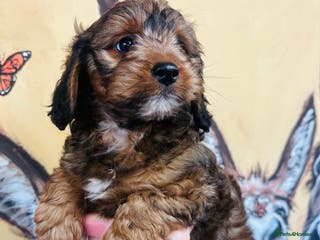 Mixed Breed dogs What beautiful puppies these are ❤️ - Advert 5