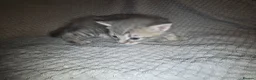 Mixed Breed cats for sale: 5 beautiful kittens  - Advert 22