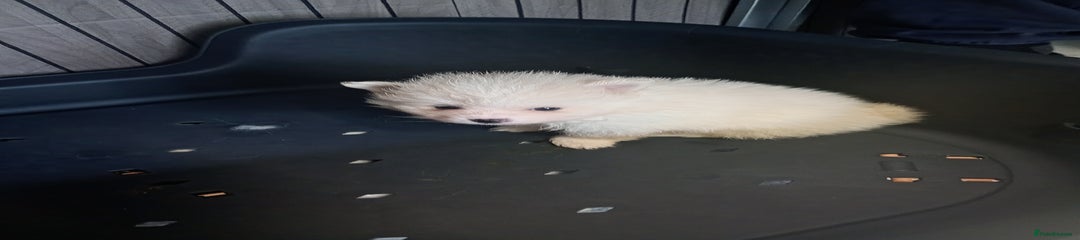 Pomeranian Puppy 3