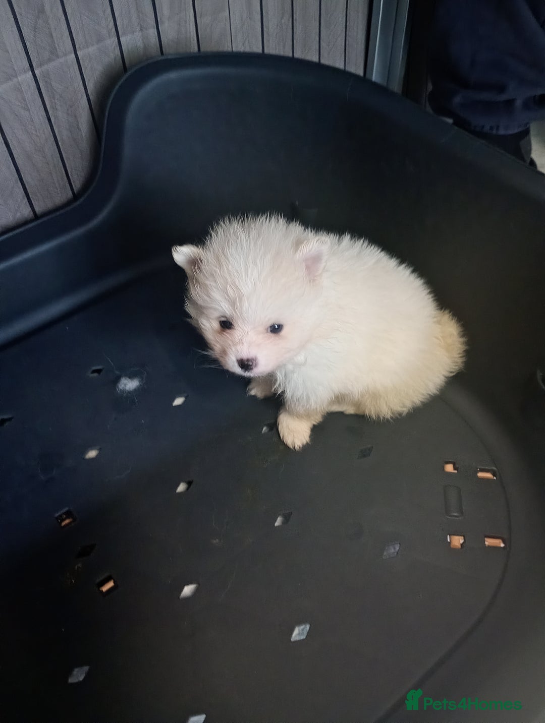 Pomeranian dogs for sale: Pomeranian puppies - Image 5