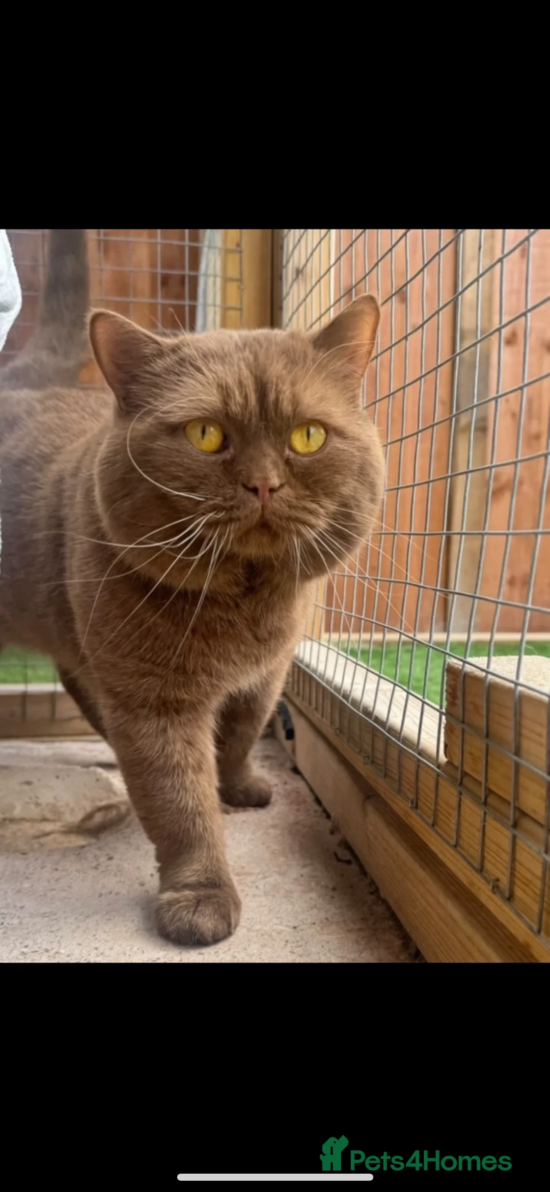 British Shorthair cats for stud: Stunning CINNAMON for Stud only (not for sale)  - Advert 1